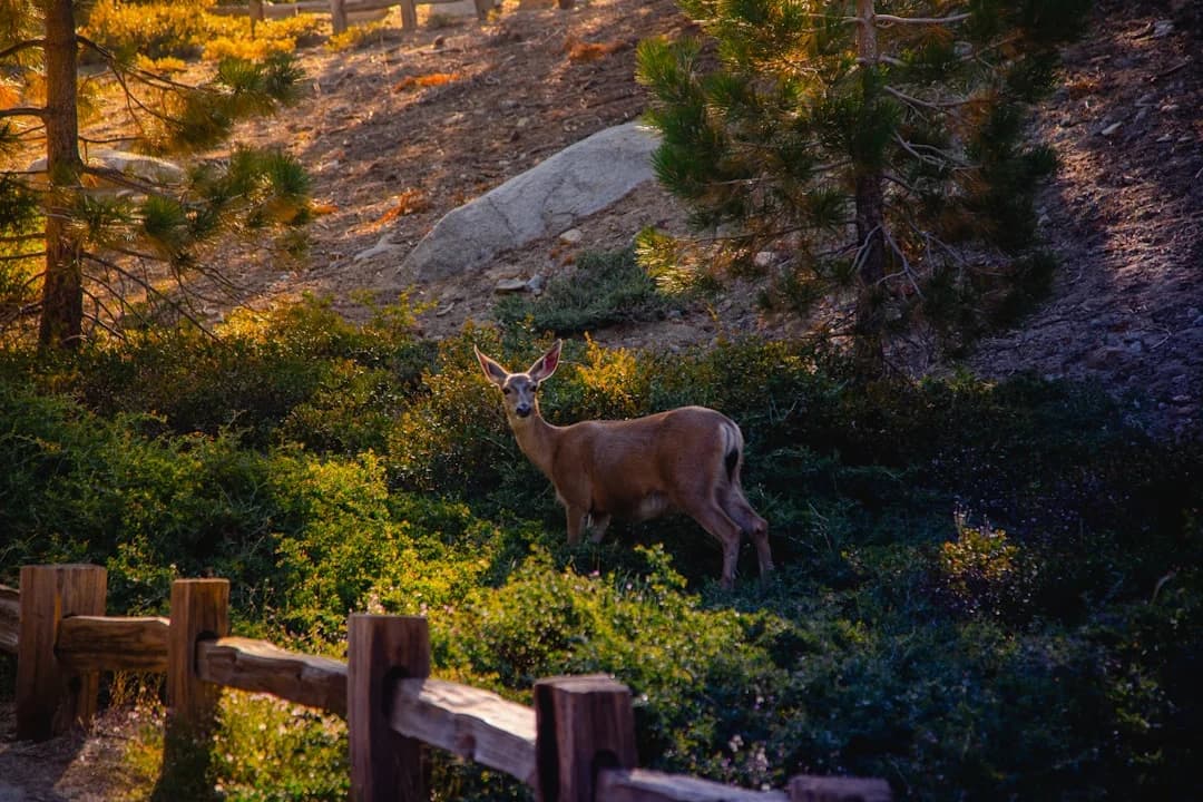 AI-powered Wildlife Monitoring in BC Parks: Update