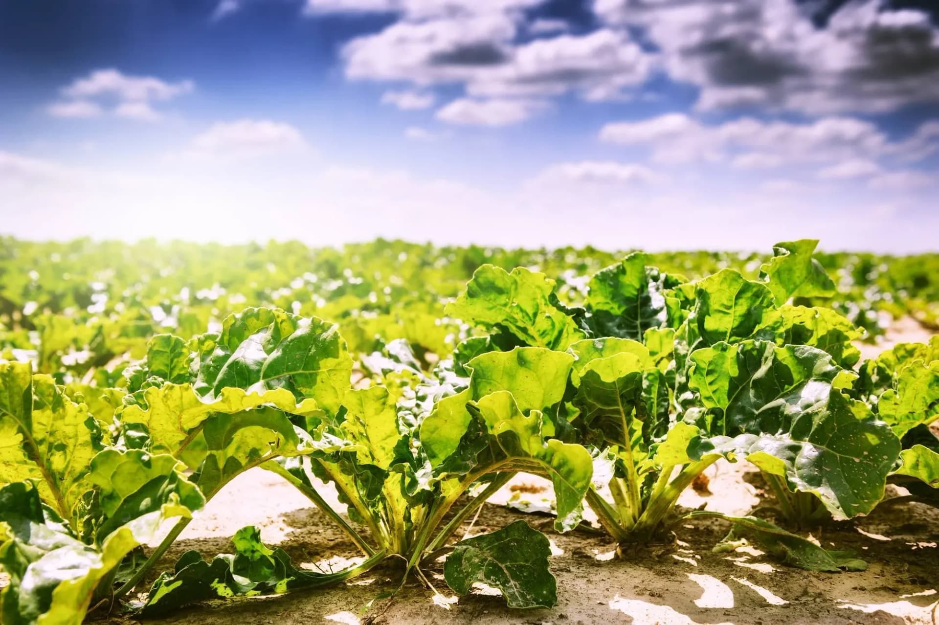 BC Farmers Benefit From New Export Agreement