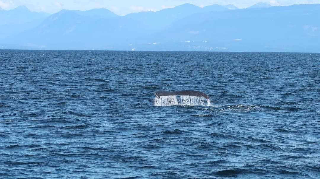 Grey Whale Collision with Sea-Doo Off Vancouver 2026