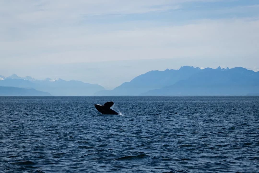 Climate-driven Whale Migration and Pacific Northwest Tourism
