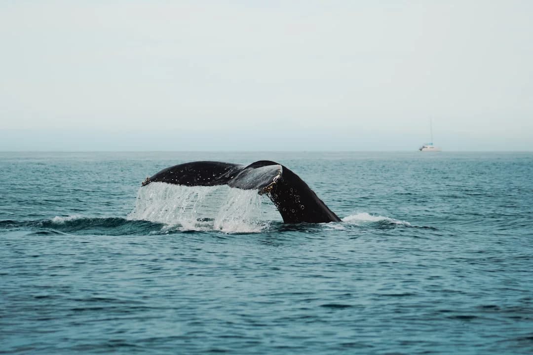Cover Image for BC Whale-watching Season 2026: Data-Driven Trends