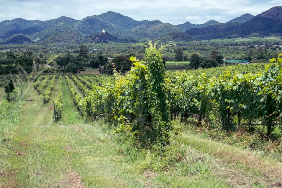 Okanagan Wine Country Tourism 2026: Trends and Growth