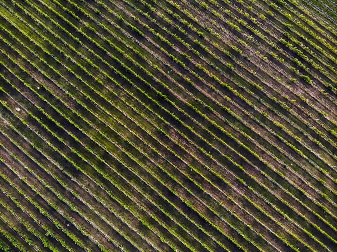 Okanagan Drone-assisted Viticulture Gains Ground
