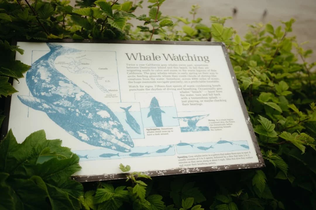 BC Whale Watching and Coastal Ecosystems 2026: Tech Trends