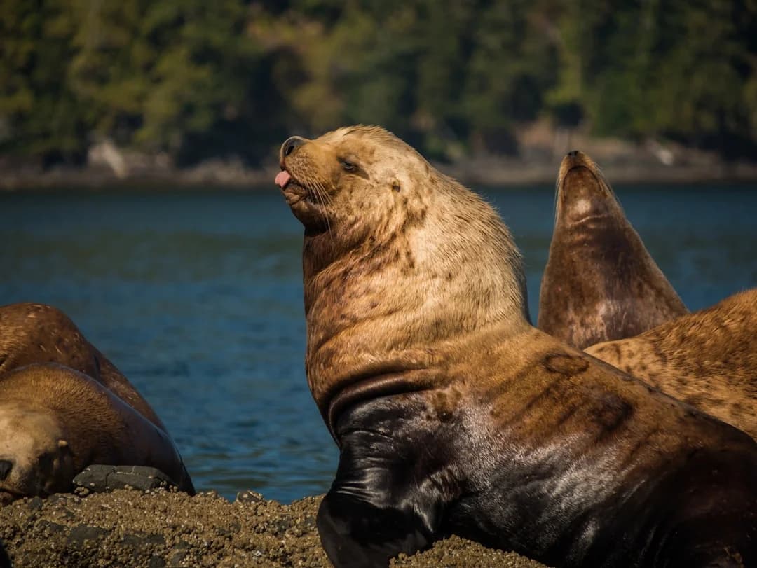 Vancouver Island 2026 Whale-Watching & Wine Itinerary