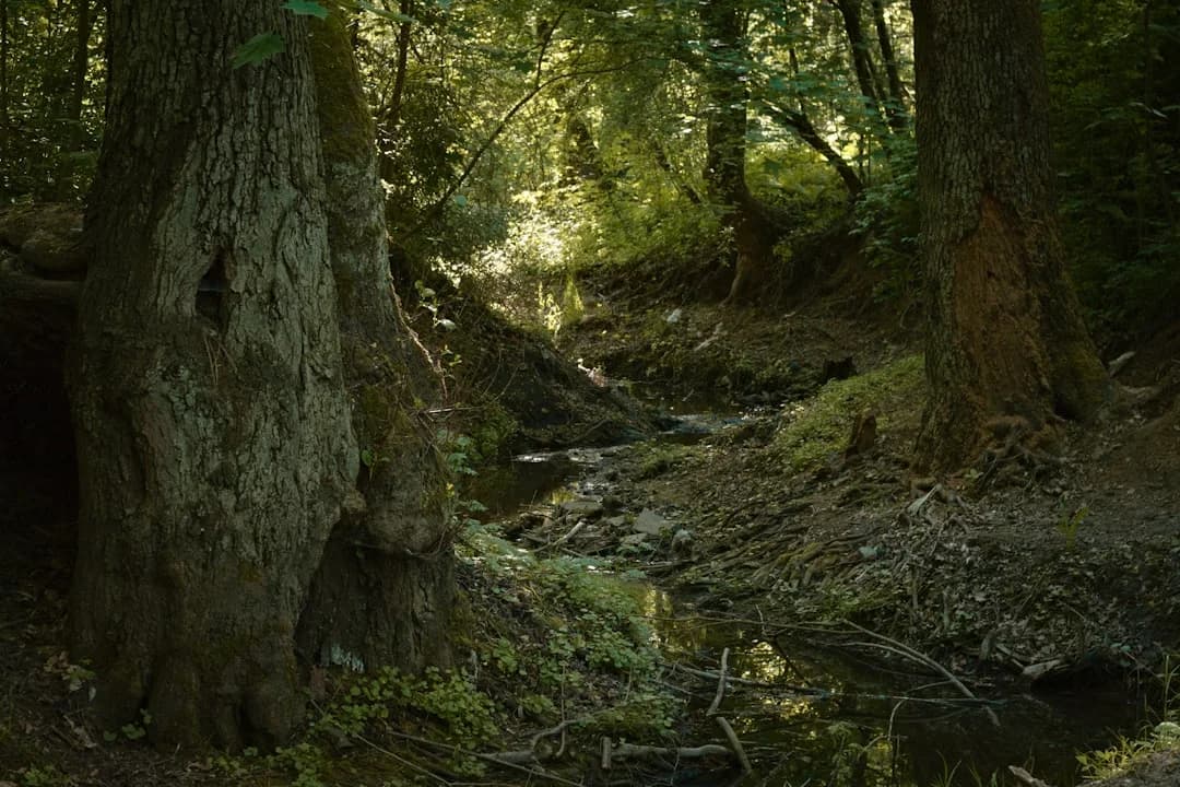 Fairy Creek old-growth deferral 2026 BC Extended